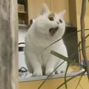 努力加油干的小猫咪